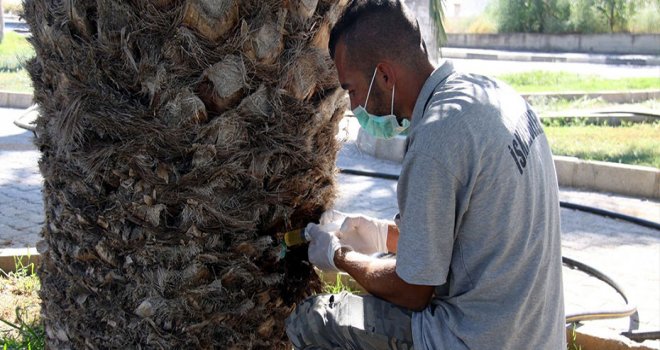 İskele Belediyesi Palmiye Kırmızı Böceği ile mücadeleye başladı