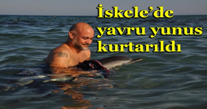 İskele’de yavru yunus kurtarıldı