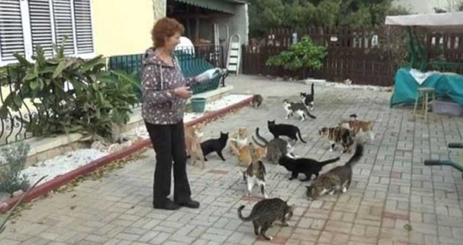 Jan Macghee, 63 kedi ile birlite yaşıyor