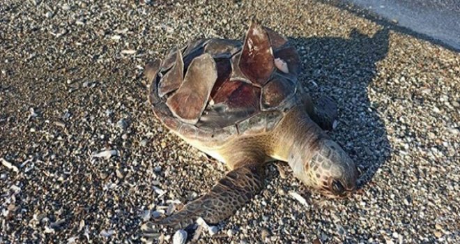 Kaplumbağaları Koruma Cemiyetinden Denetim Çağrısı
