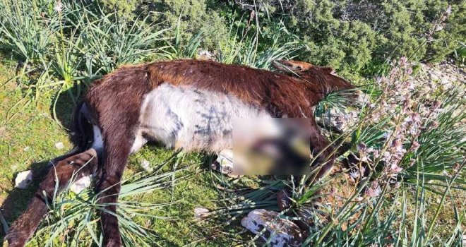 Karpaz’da eşek katliamı: En Az 14 eşek vurularak öldürüldü