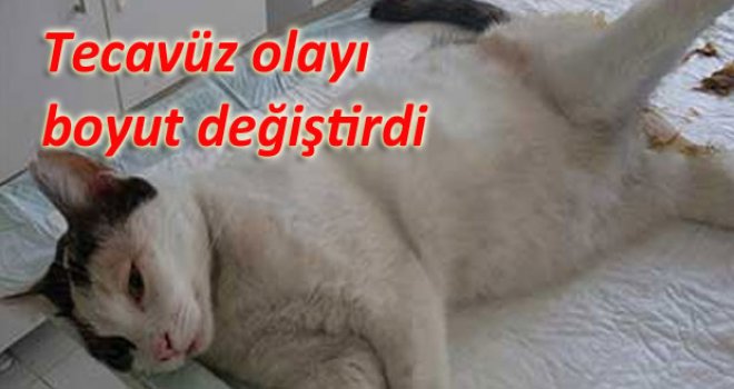 Kediye tecavüz edildi!