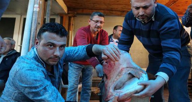 Kıbrıs açıklarında 5 metrelik köpek balığı