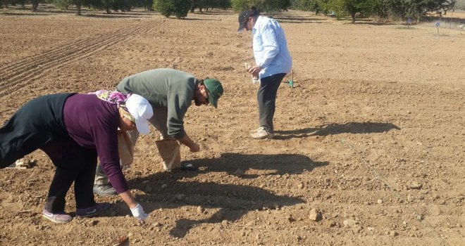 KIBRIS KOŞULLARINA UYGUN İKİ ARPA ÇEŞİDİ 2020'DE EKİLEBİLECEK