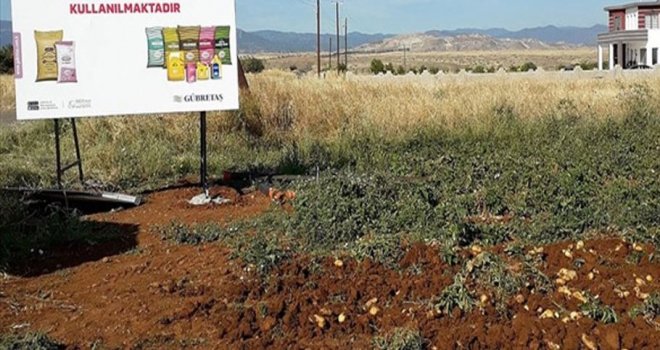 KKTC’de patates verimini artıran üretim tekniği uygulandı