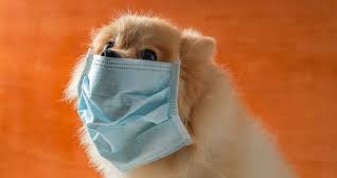 Köpekler, Kovid-19’u koklayarak teşhis etmeleri için eğitilecek