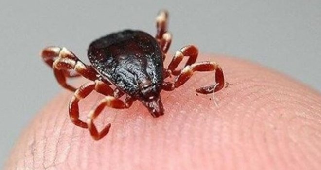 Koronavirüsten sonra şimdi de kene kabusu!