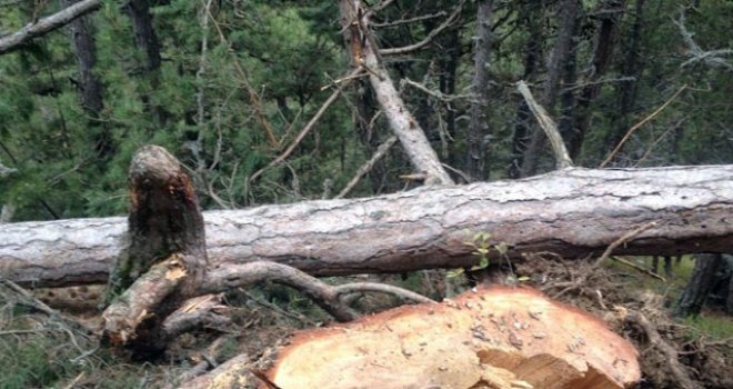 KURU ÇAM AĞAÇLARINI KESTİ, HAKKINDA SORUŞTURMA AÇILDI