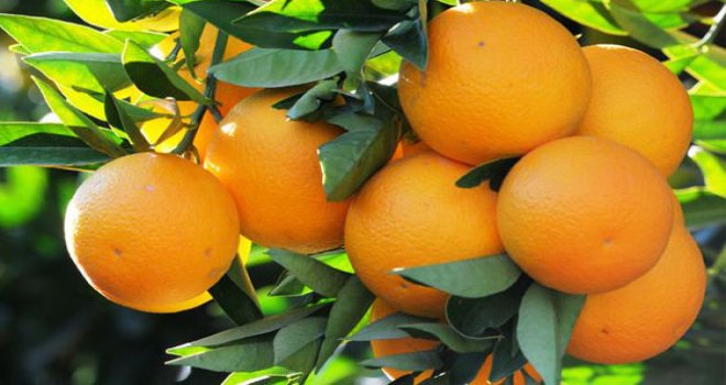 KUZEY KIBRIS NARENCİYE ÜRETİCİLER BİRLİĞİ, PAZARTESİ BİLGİLENDİRME SEMİNERİ DÜZENLİYOR.
