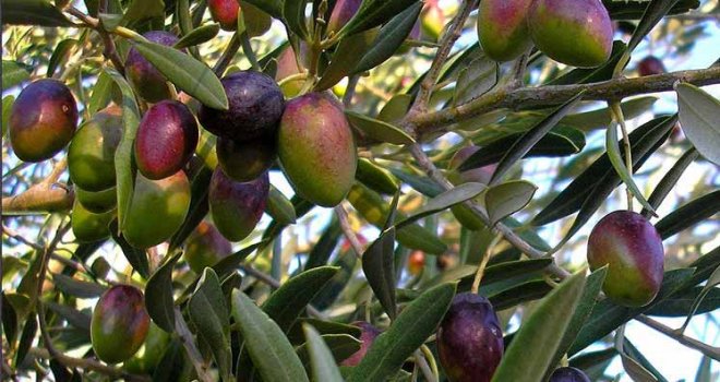 Lefke zeytin hasadı tarihleri açıklandı.