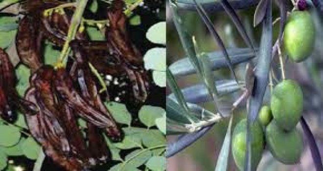 LEFKE’DE ZEYTİN VE HARNUP HASADINA BAŞLAMA TARİHLERİ AÇIKLANDI