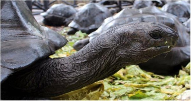 MADAGASKAR'DA KAPLUMBAĞA ETİNDEN ZEHİRLENEN 8 ÇOCUK ÖLDÜ