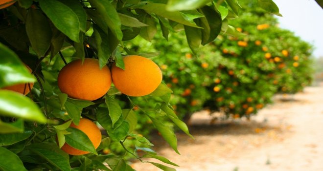 Narenciye Güzelyurt’ta masaya yatırıldı