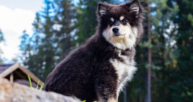 NORVEÇ'TE GİZEMLİ HASTALIK: 25 KÖPEK ÖLDÜ
