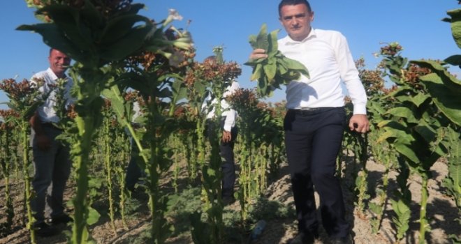 Oğuz, tütün hasadını inceledi