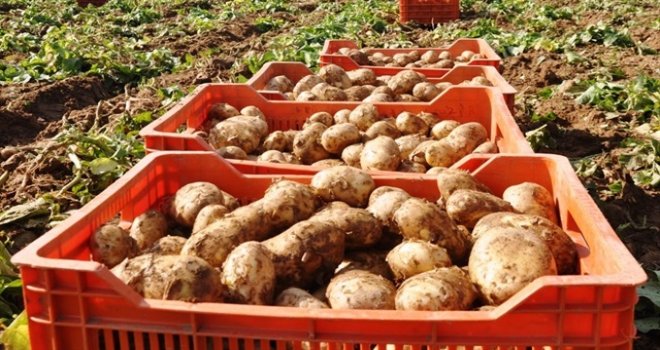 PATATES ÜRETİCİLERİ 10 NİSAN’A KADAR İTİRAZ EDEBİLECEK.