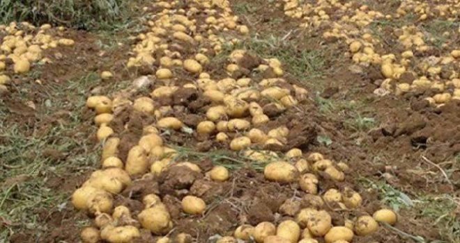 PATATES ÜRETİCİLERİNE İKİNCİ KEZ İTİRAZ HAKKI…