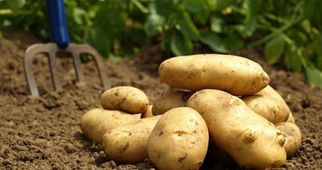PATATES ÜRETİCİLERİNİN İTİRAZLARI YARIN MESAİ BİTİMİNE KADAR KABUL EDİLECEK.