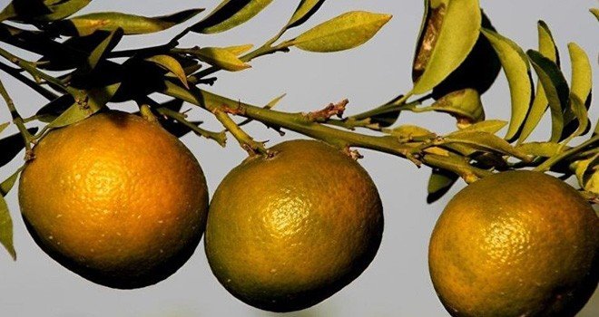 Rusya, Türkiye'den giden 550 ton mandalinayı geri çevirdi