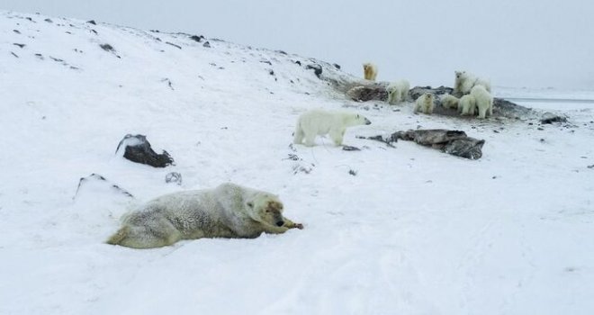 Rusya'da 50'den fazla kutup ayısı köye yaklaştı