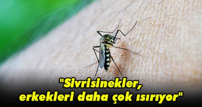 Sivrisinekler, erkekleri daha çok ısırıyor