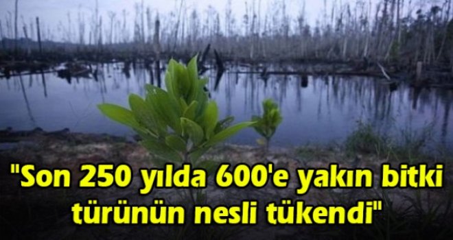 Son 250 yılda 600'e yakın bitki türünün nesli tükendi