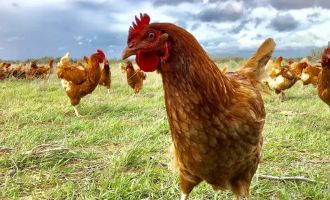 Avustralya'da kuş gribi alarmı: 500 binden fazla tavuk itlaf edilecek