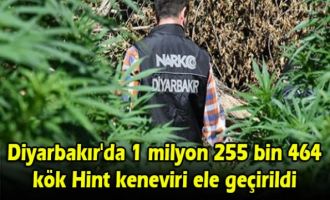 Diyarbakır'da 1 milyon 255 bin 464 kök Hint keneviri ele geçirildi