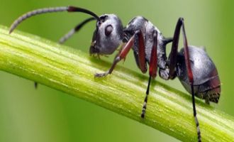Dünyanın en hızlı karıncası 'saatte 580 km hız yapabiliyor'