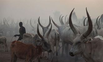 GÜNEY SUDAN'DA SIĞIR HIRSIZLARI HAYVANCILIK YAPAN KABİLEYE SALDIRDI' 40 ÖLÜ