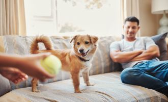 Köpekler artık yasal olarak aile üyesi kabul edilecek