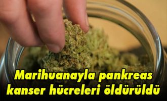 Marihuanayla pankreas kanser hücreleri öldürüldü