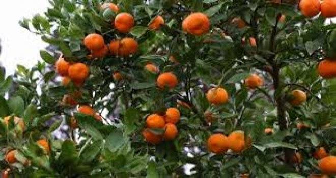TARIM DAİRESİ’NDEN NARENCİYE ÜRETİCİLERİNE UYARI
