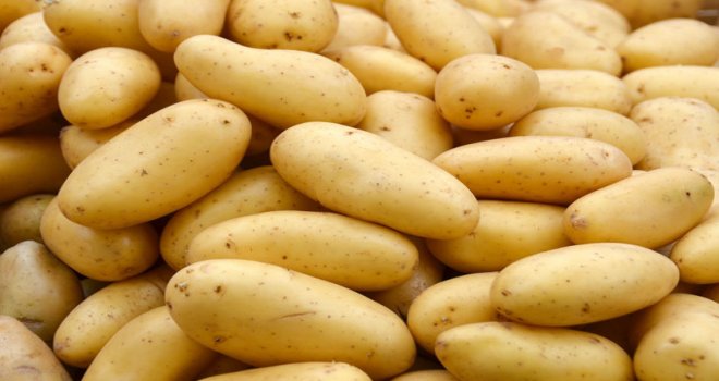 TOPRAK ÜRÜNLERİ KURUMU PATATES ALIMLARINA BAŞLIYOR.