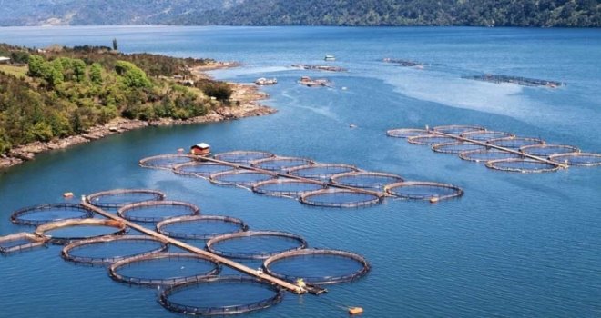 Türkiye'nin su ürünleri üretimi 2022'de yüzde 6,2 arttı