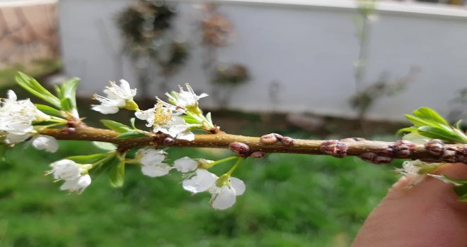 ÜRETİCİLERE UYARI... TURUNÇGİLLERDE TOMURCUK SİNEĞİ VAR.