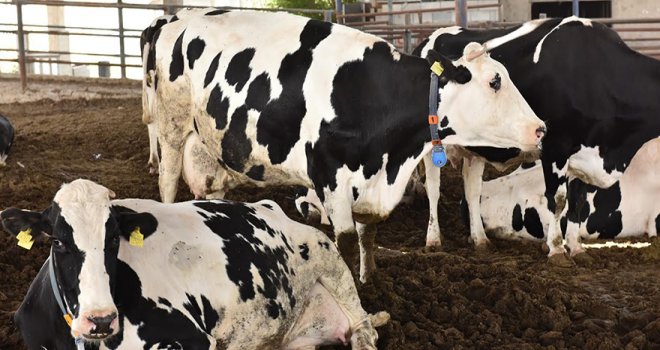 Veteriner Dairesi'nde 1 adet 12 aylık dişi melez büyükbaş hayvan satışı