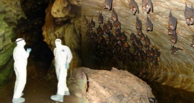 Virüs avcıları corona virüs türlerini tespit ediyor