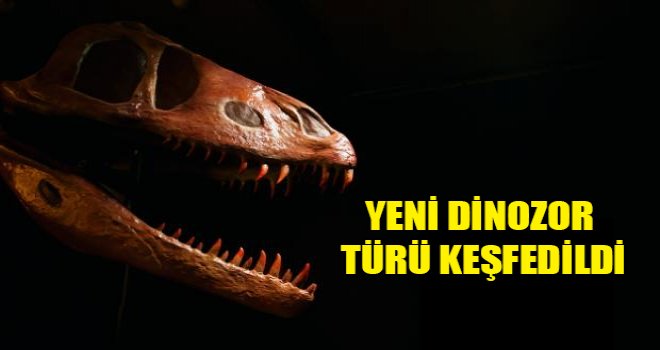 Yeni dinozor türü keşfedildi