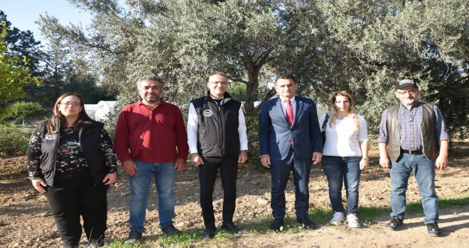 Yerli zeytin tescilinde son aşamaya gelindi
