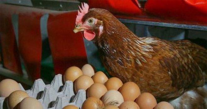 Yumurta ve tavuk ürünlerine okkalı zam!