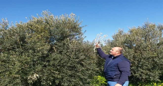 ZEYTİN AĞAÇLARINDA BUDAMA ZAMANI...