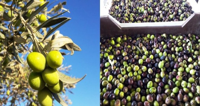 Zeytinde rekor rekolte:15 Bin ton
