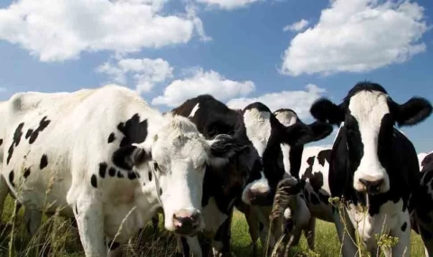 Rum Tarım Bakanlığı, şap hastalığı için ek tedbirler almaya devam ediyor: Araçlara 24 saat dezenfeksiyon