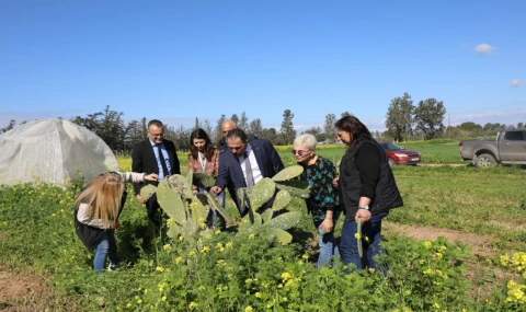 Babutsada görülen koşnille mücadelede umut verici gelişme