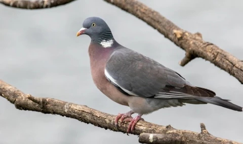 Lefke Çevre ve Ekoloji Derneği “Ot kurutma ilaçları kuşları öldürüyor, ekosisteme zarar veriyor”