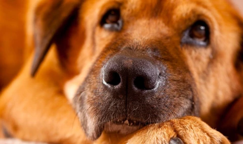 Yaralı köpekleri kullanarak bağış toplama dolandırıcılığı ifşa oldu