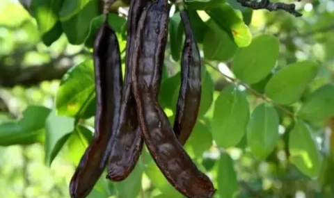 Lefke’de harup ve erkenci zeytin hasadı bugün başlayacak